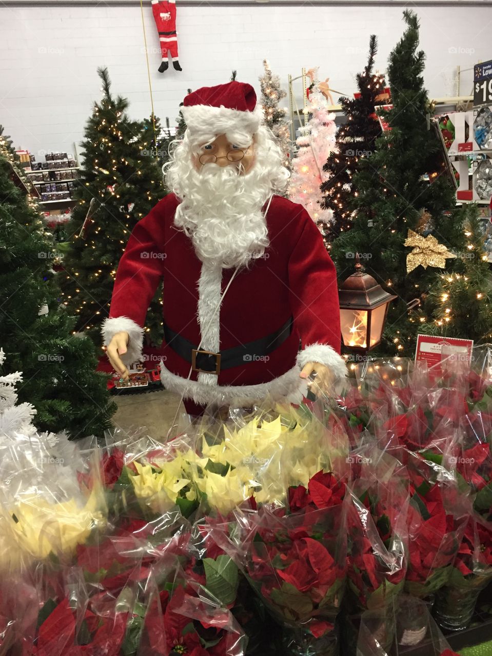 St. Nichcolas surrounded by Christmas trees and poinsettas . 
