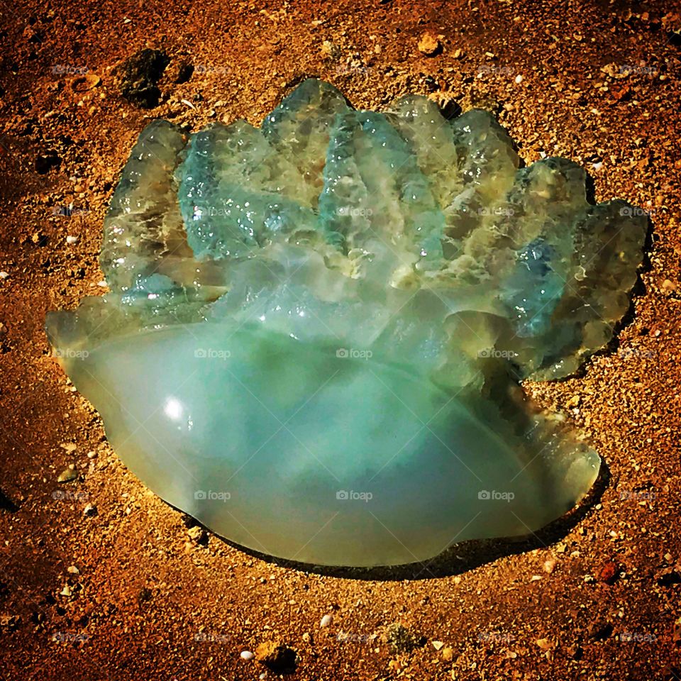 Jellyfish, The Pointe, Dubai