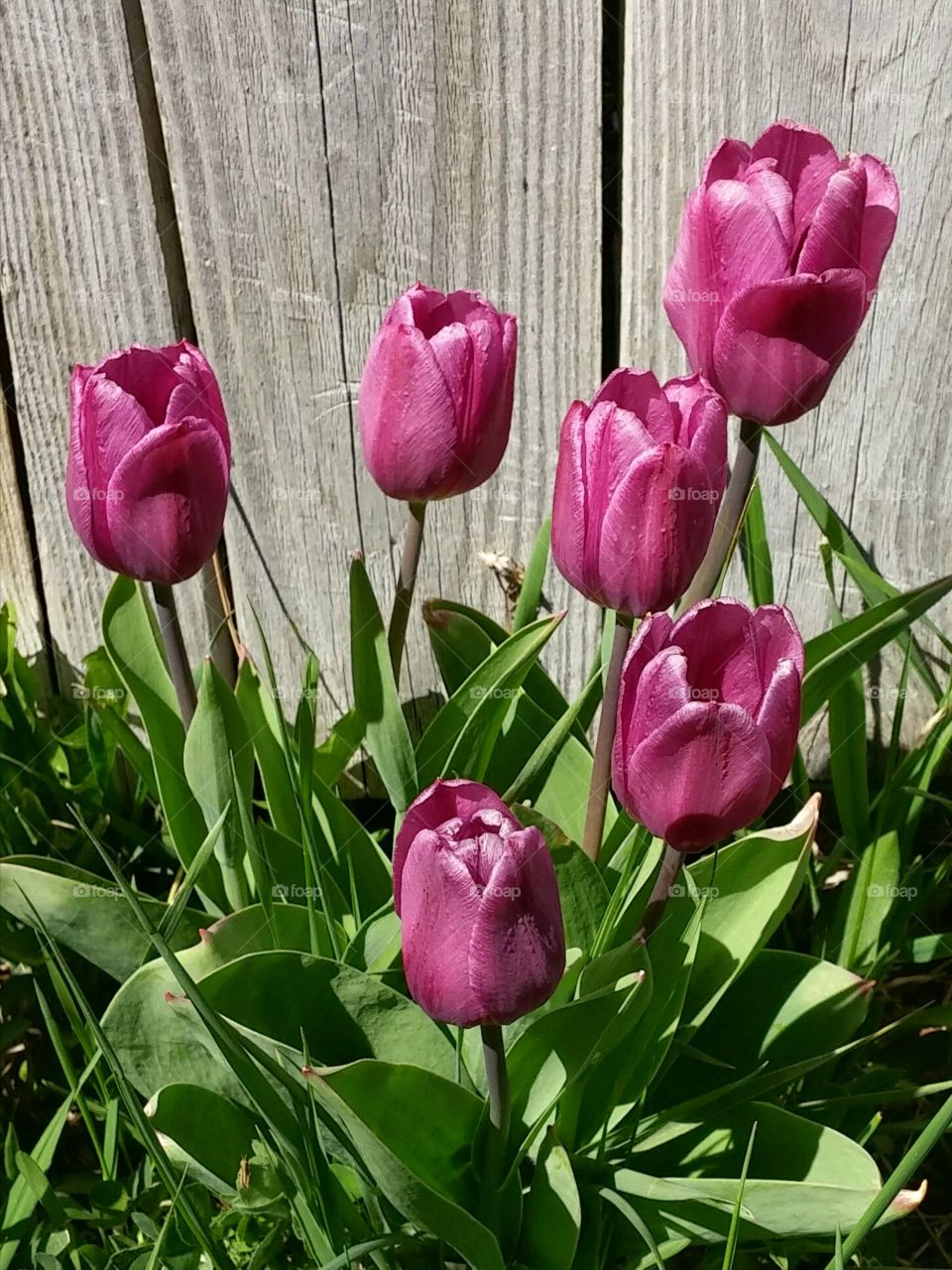 tulips at home