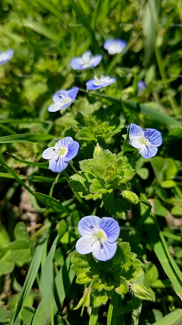 early spring wild flowers in Michigan
