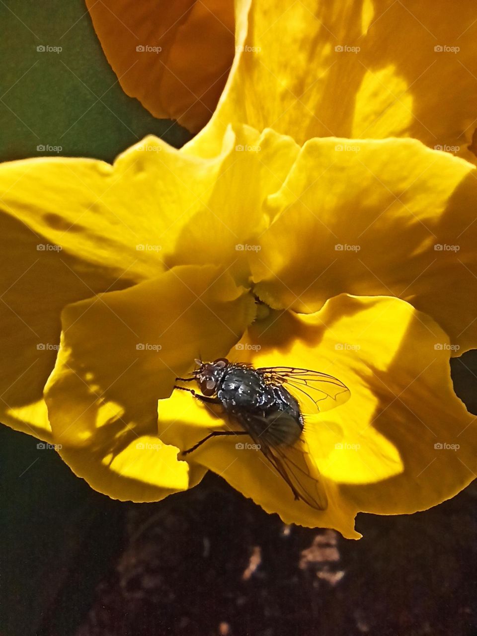 what a big fly with perfectly created wings and those transparency jewelry lines it's impossible not to be a lady