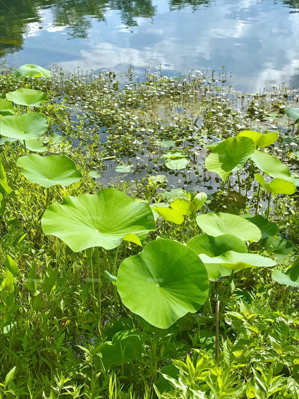 Lily Pads on Water