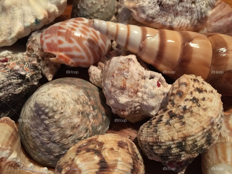 Seashells