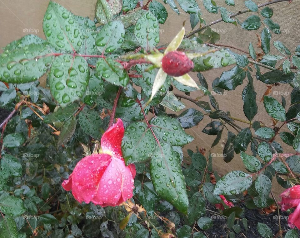 Raining on my Roses