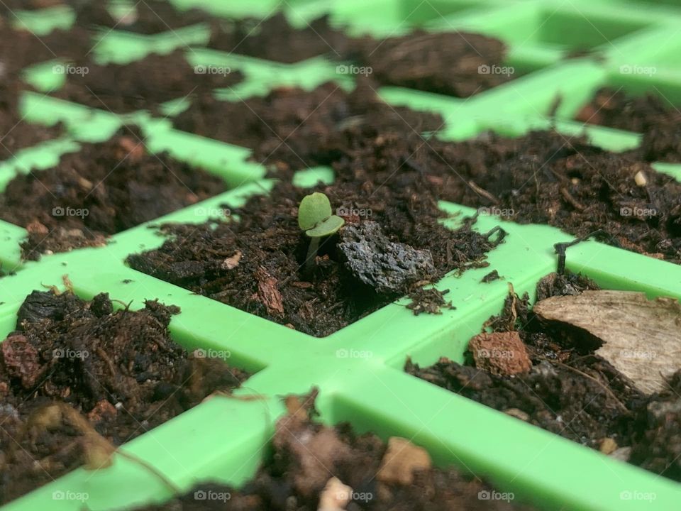 New sprout in seeding tray