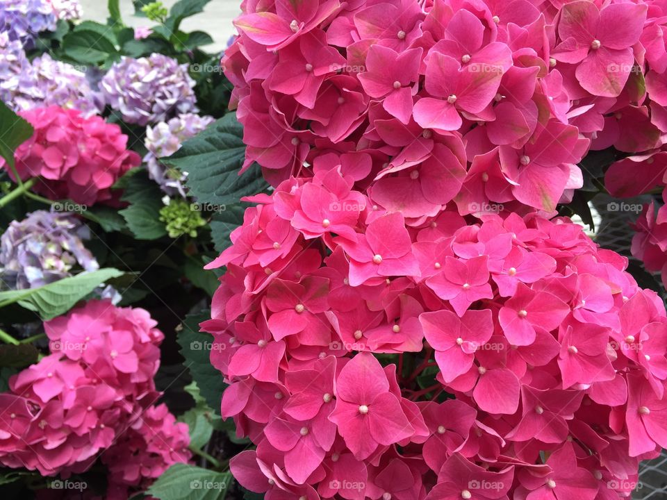 Pink hydrangea 