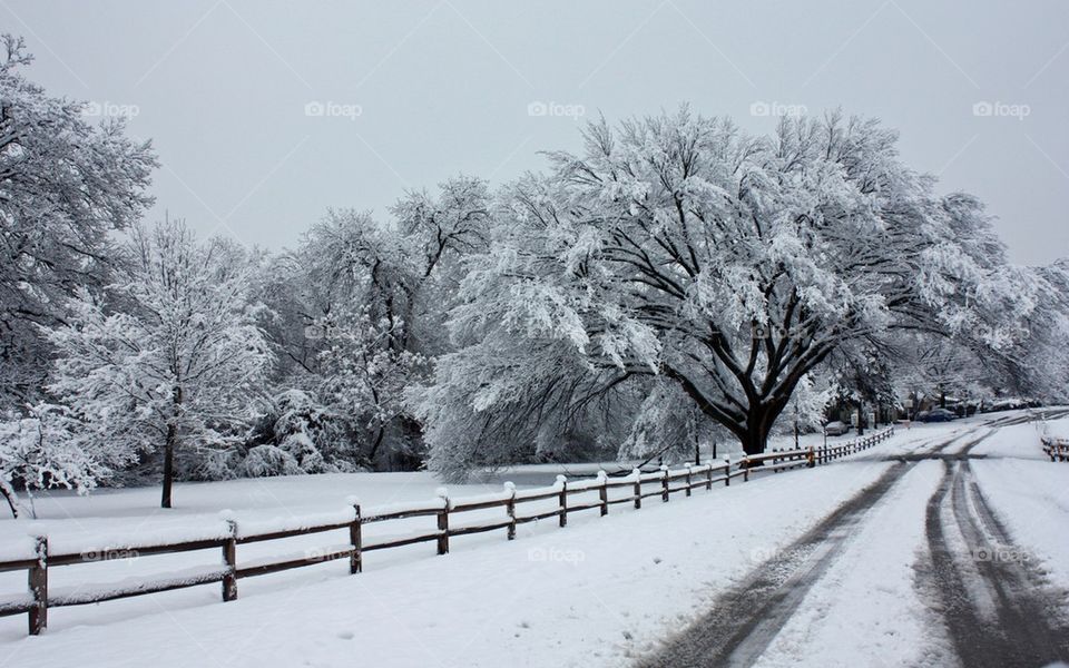 Snow covered road amidst trees