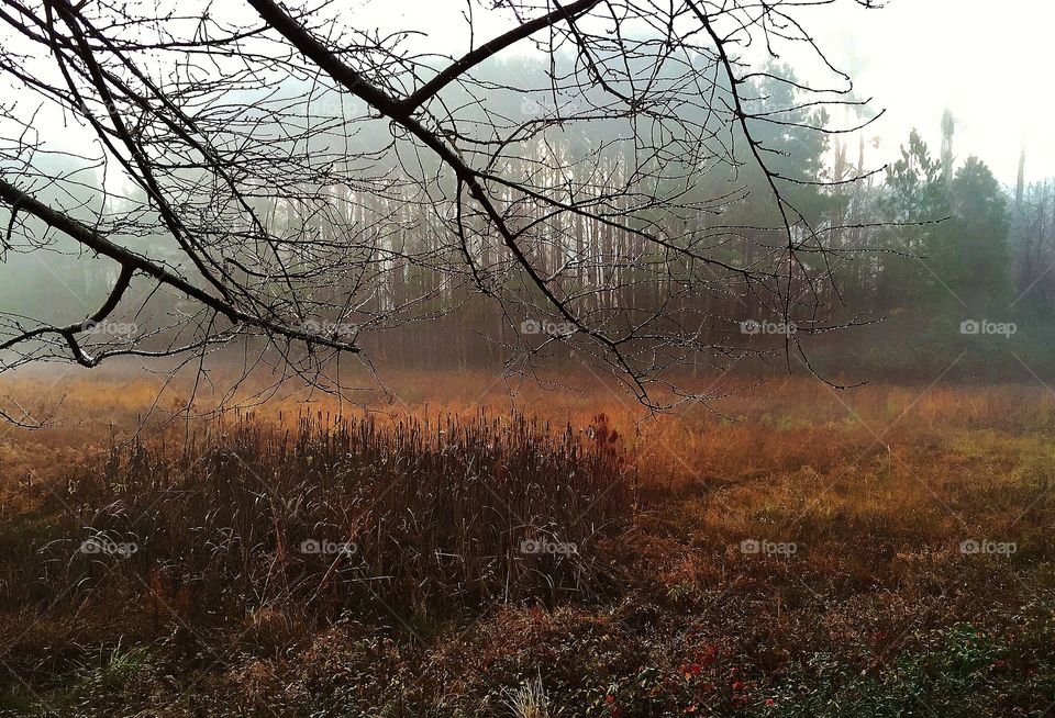 At the edge of a forest