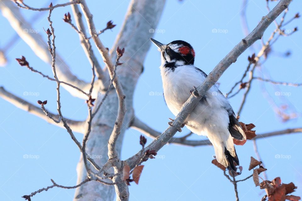 woodpecker