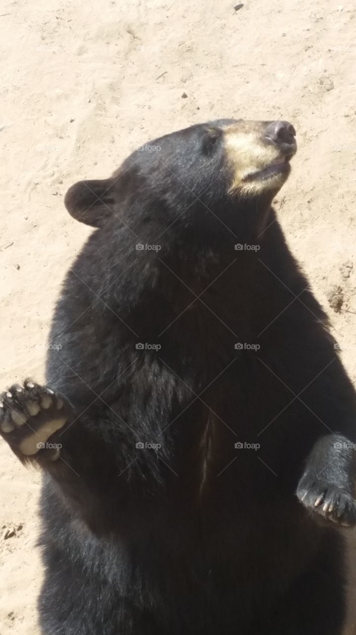 bear up close
