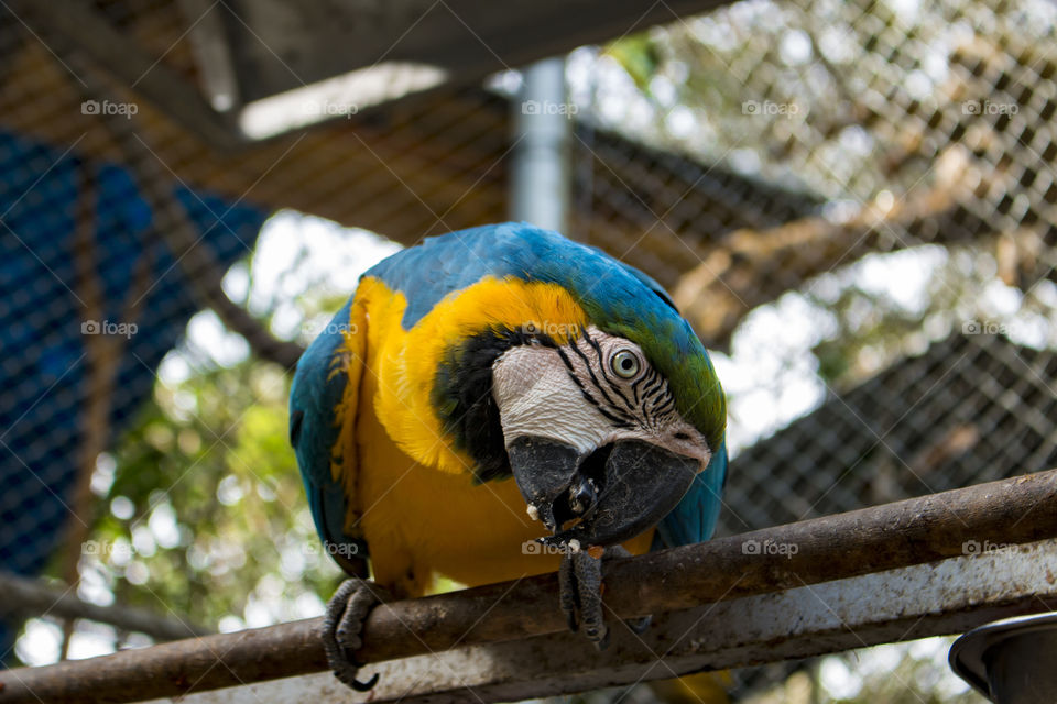 Nosey Blue Macaw 