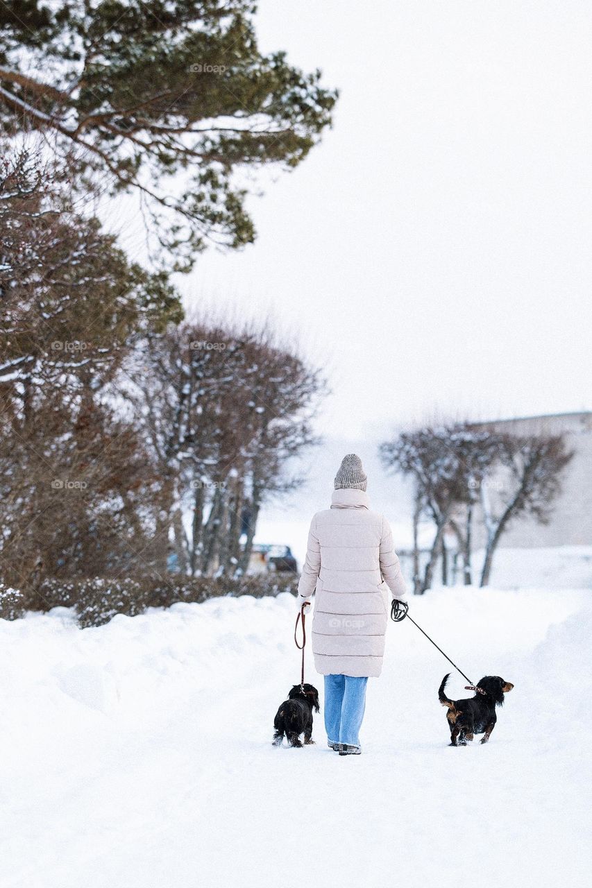 Walking with two dogs. Dachshund breed