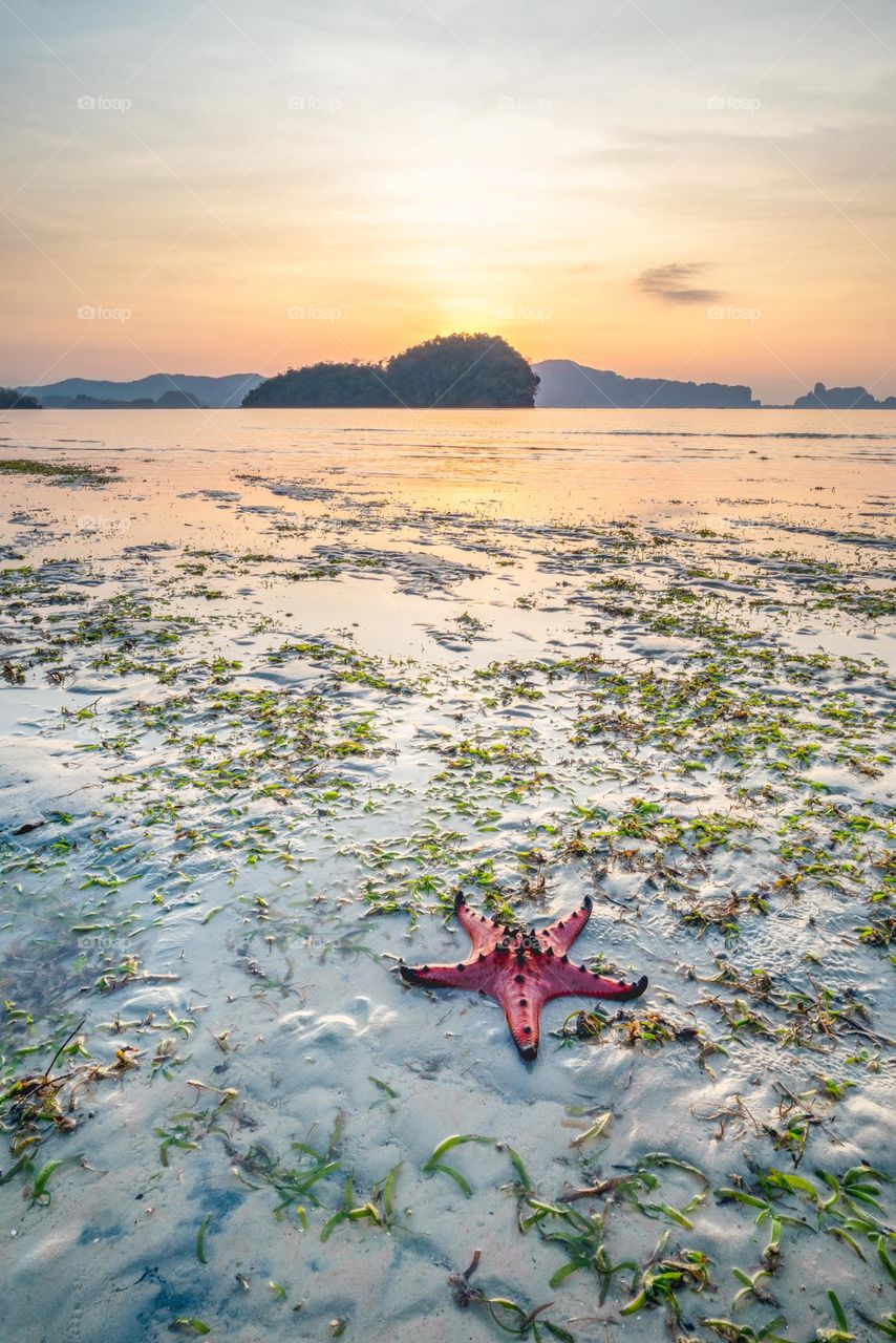 starfish on the sunrise moment