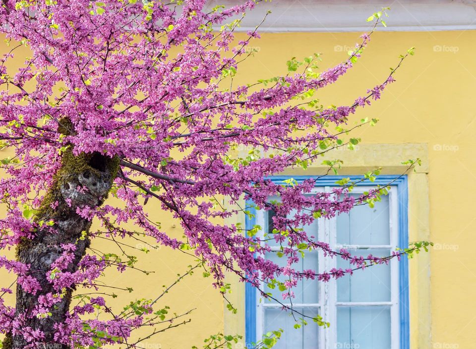 Pink Judas tree in front of a yellow wall with a blue framed window