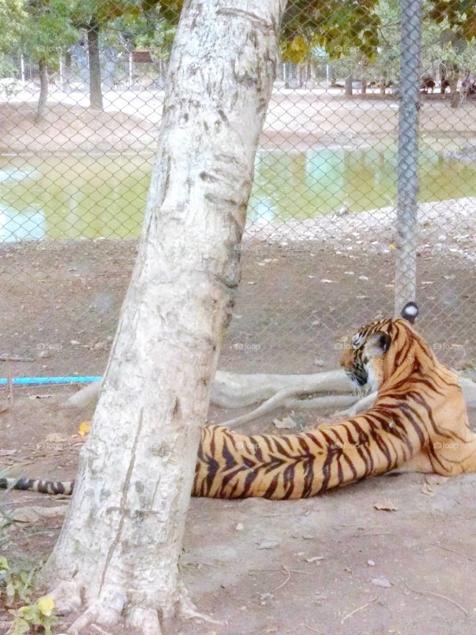 Tiger in the safari.