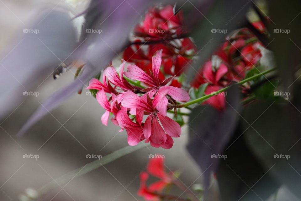 Red flowers