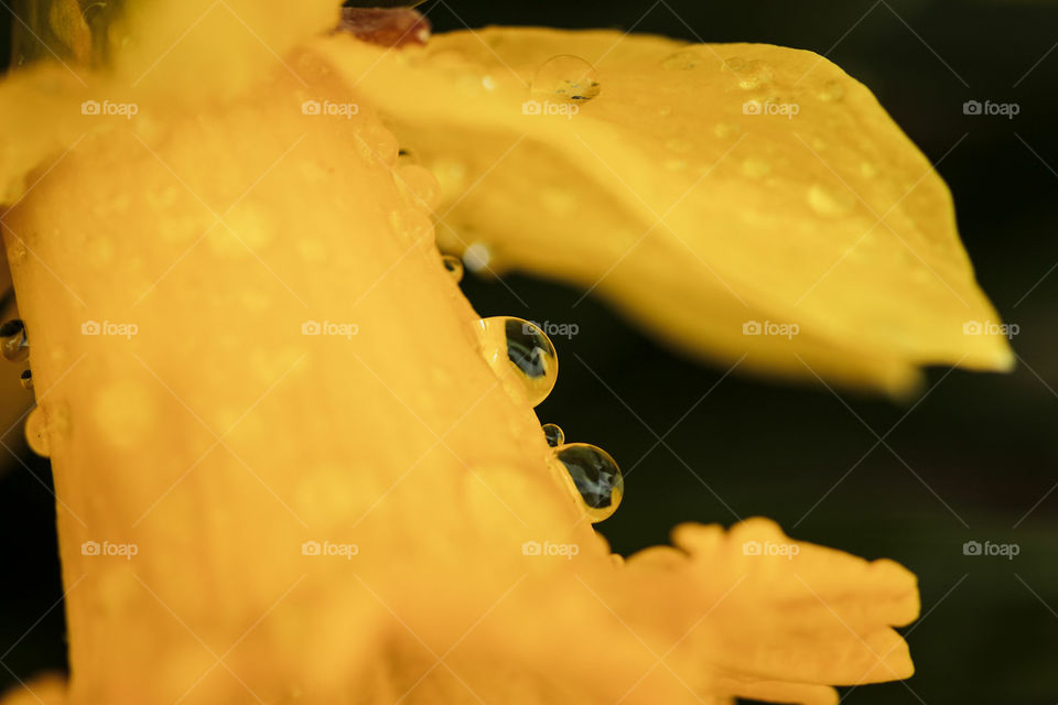 water beads on flower