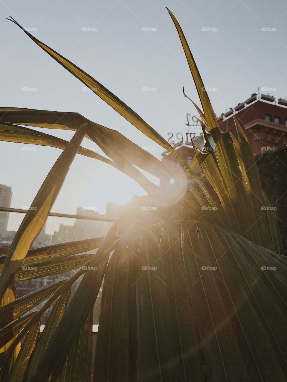 Bright sunlight through palms.