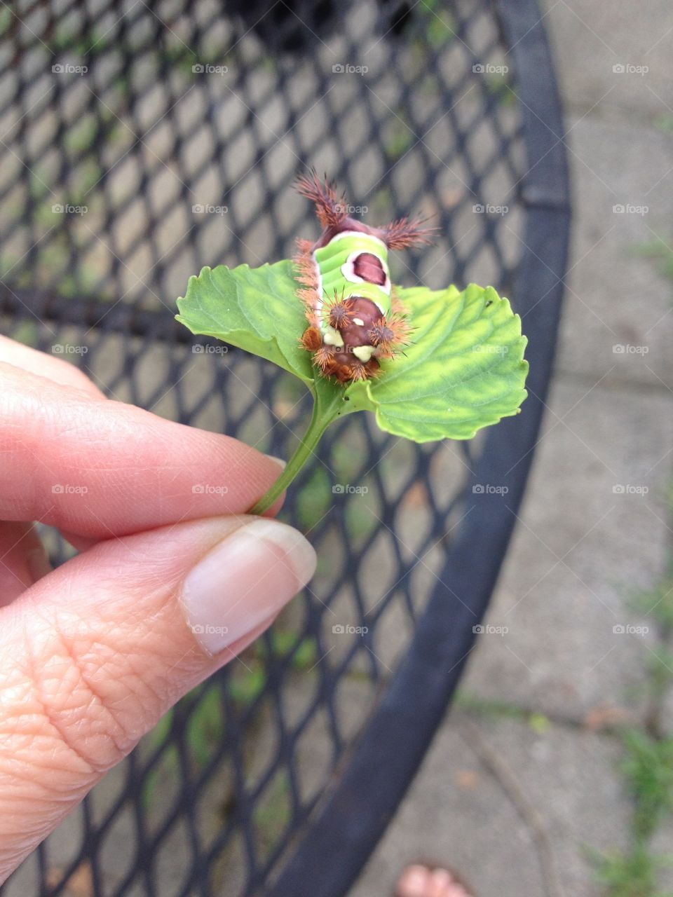 Saddleback caterpillar