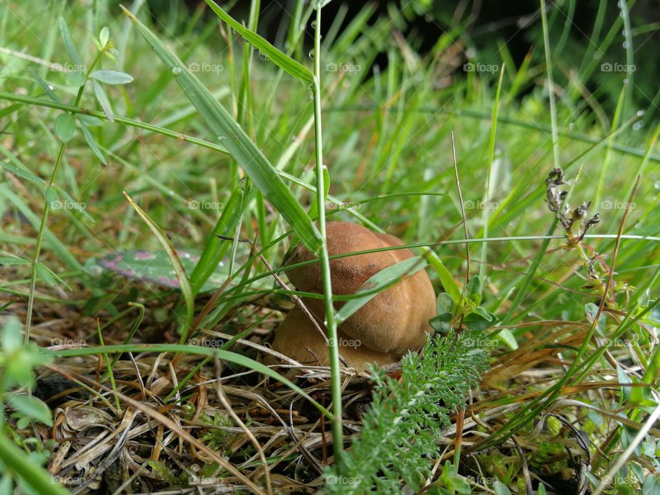 Little mushroom growing here!