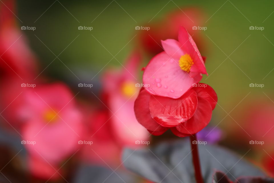 Beautiful begonias 