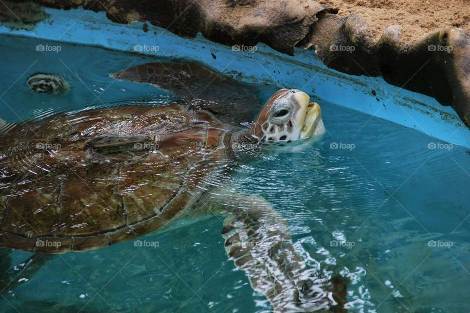 turtle getting air. sea turtle surfaces for air at aquarium in brazil