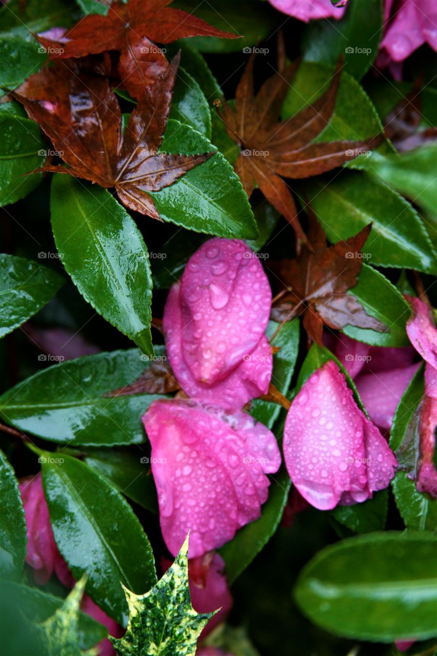 fallen petals and leaves in the autumn rain.