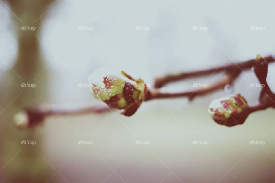 Buds on a branch