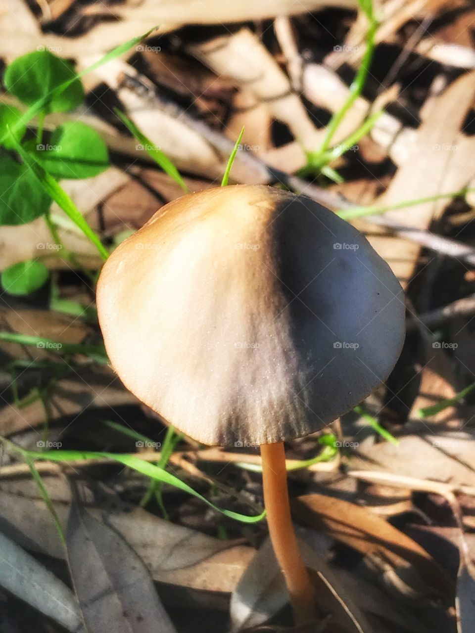 Beautiful mushroom .