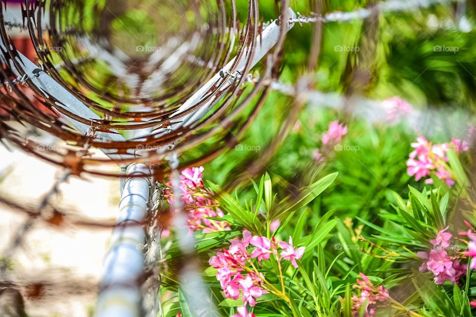 Barb wire and flowers 