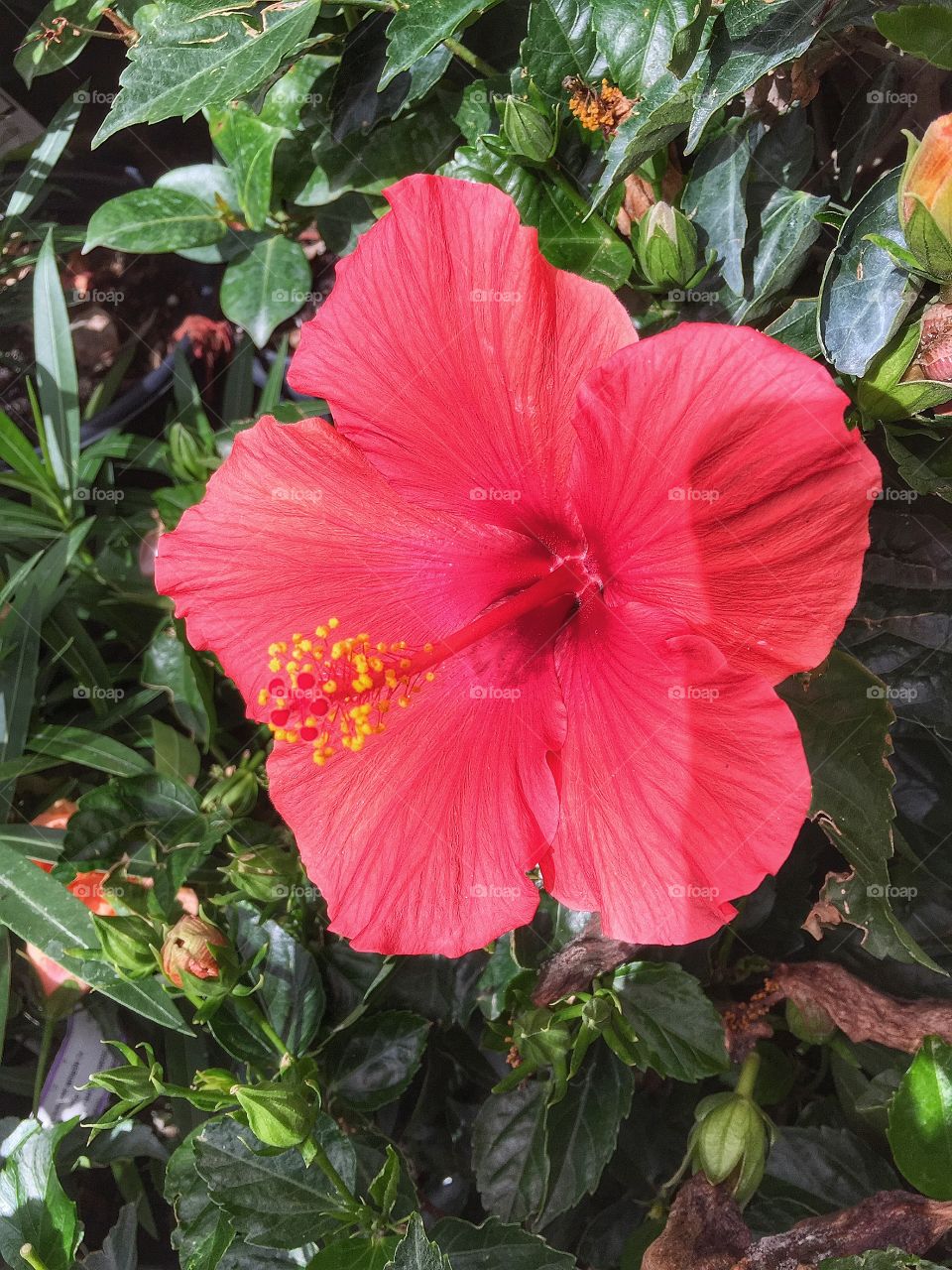 Hibiscus 