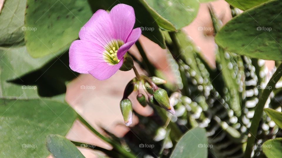 Oxalis latifolia