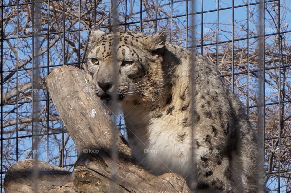 Snow leopard in captivity