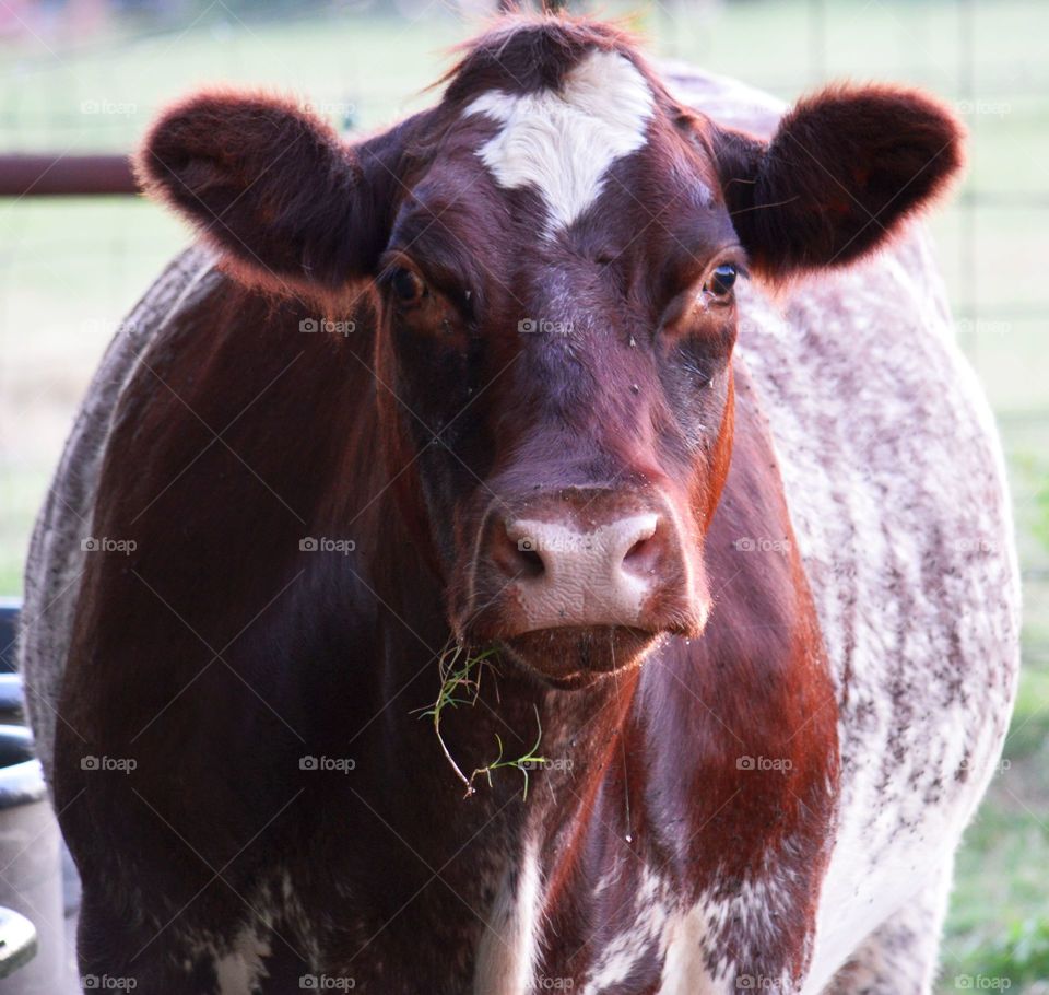 Our very fat cow named Molly. 