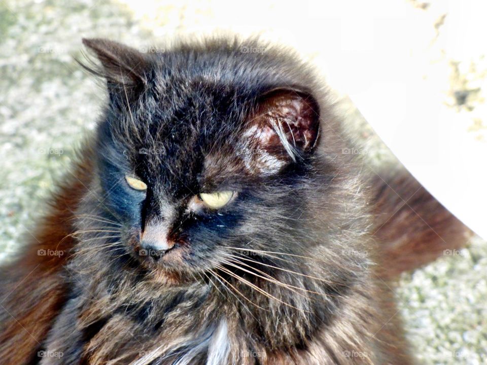 Cute little black cat outside in Indiana 