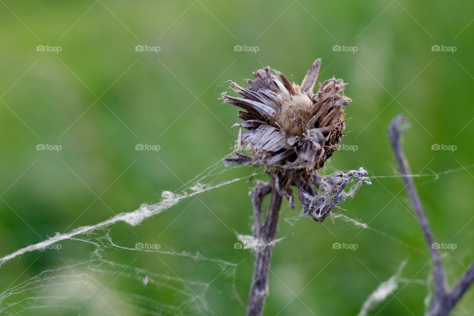 Dried seed pod with spider's web attached against  a blurred grassy field background