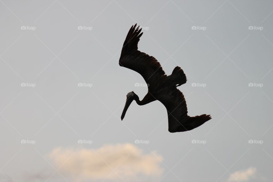 Bird, No Person, Wildlife, Flight, Daylight