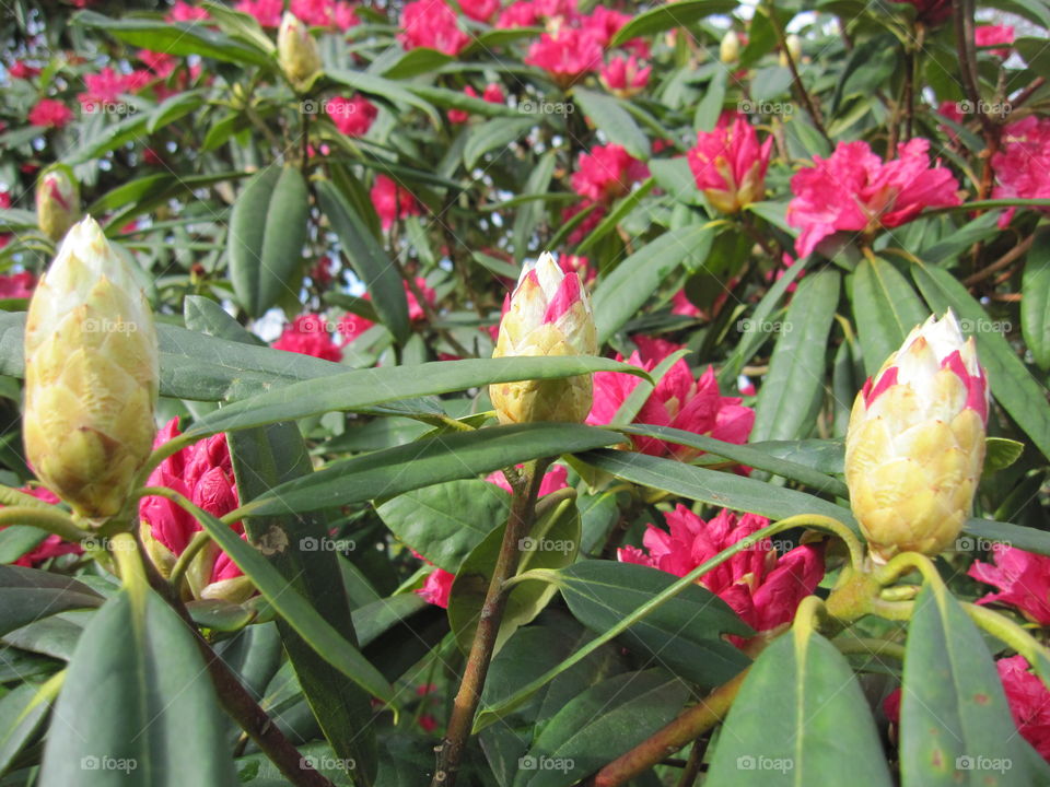 Flower, Nature, Flora, Leaf, No Person