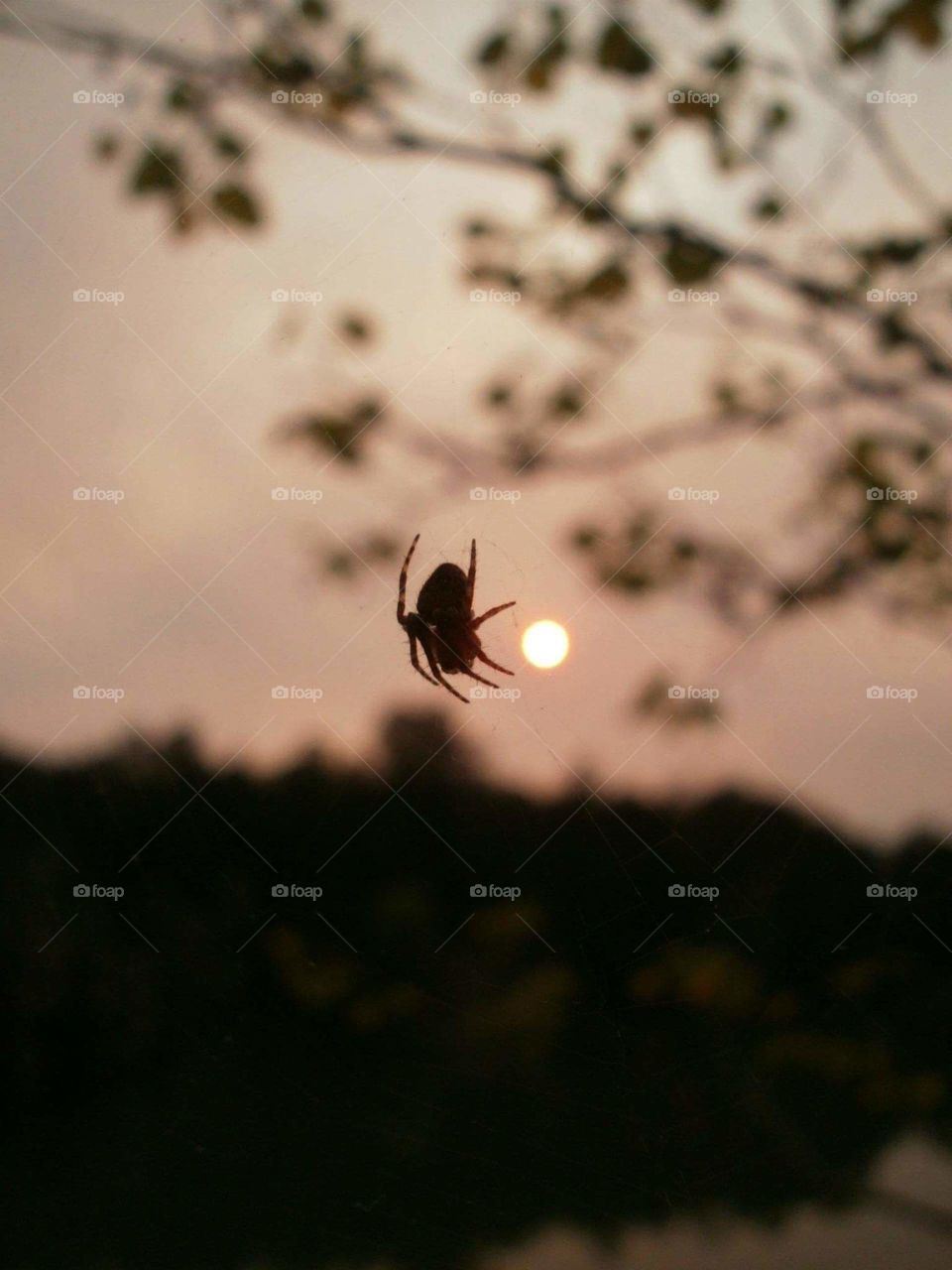 spider in the sunset