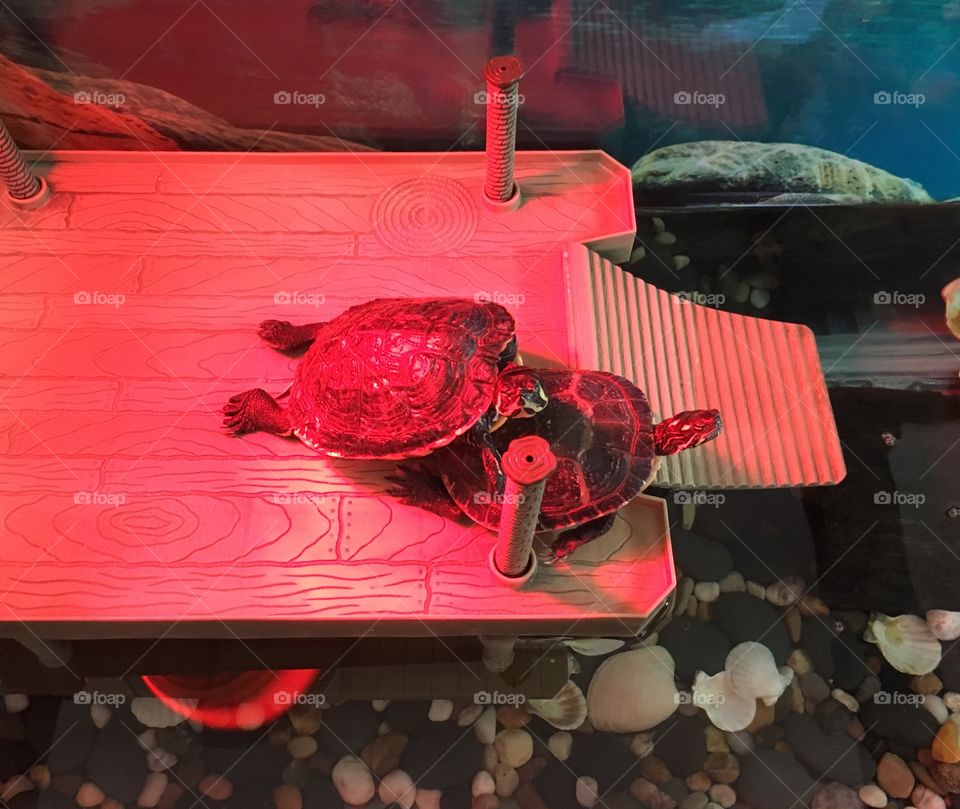 Turtles basking under red heat light on top is sunny she’s a girl and male , squirt on the bottom