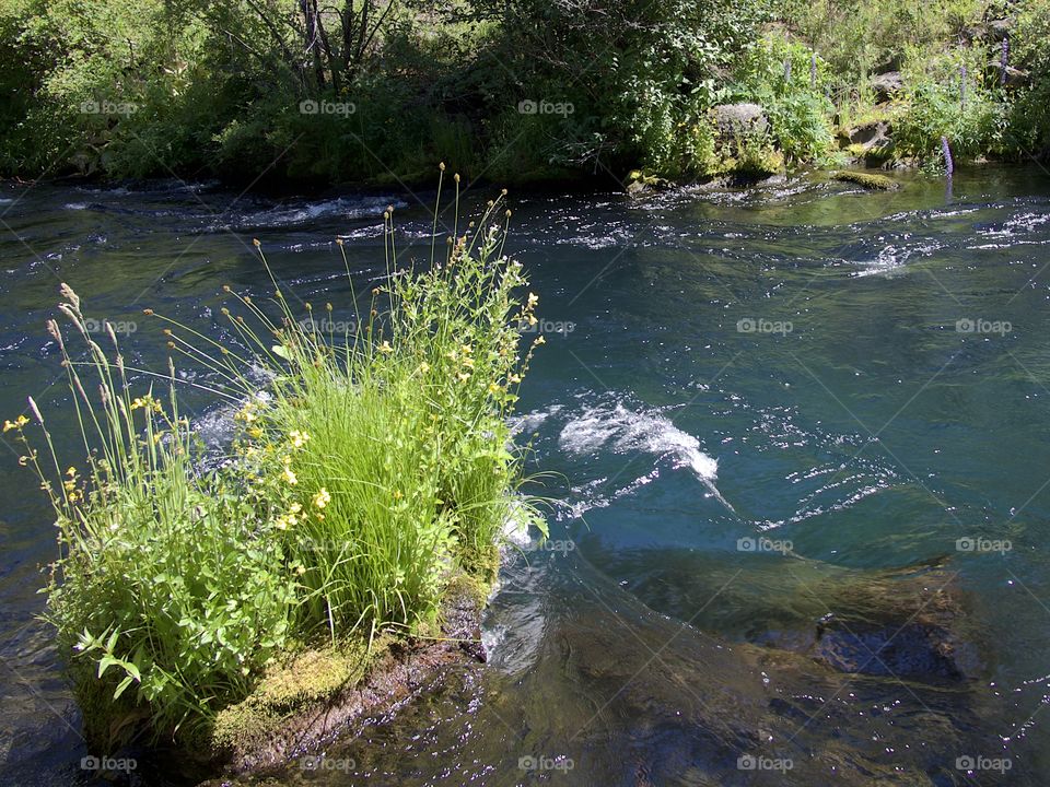 Lush green plants on the rocks and banks of the beautiful turquoise waters of the Metolius River in Central Oregon on sunny summer day. 