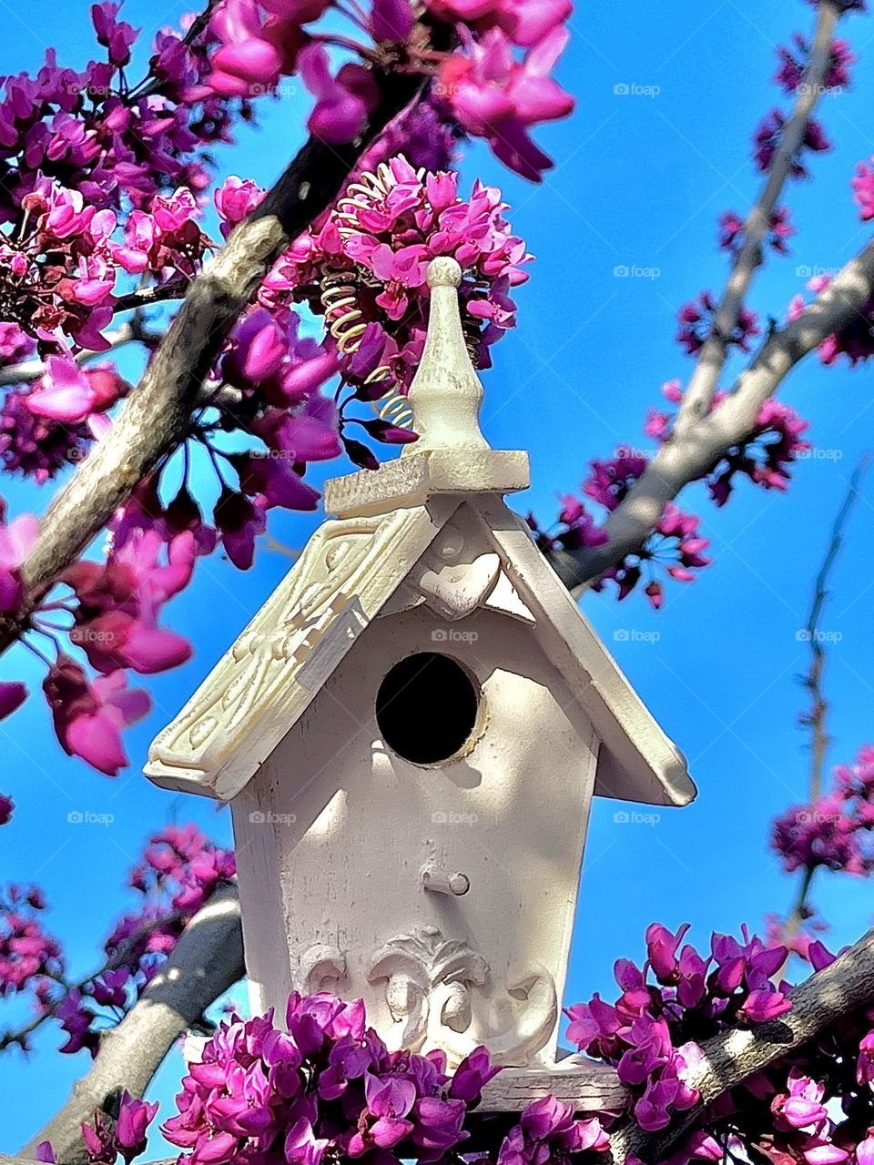 Birdhouse in Springtime Flowering Tree