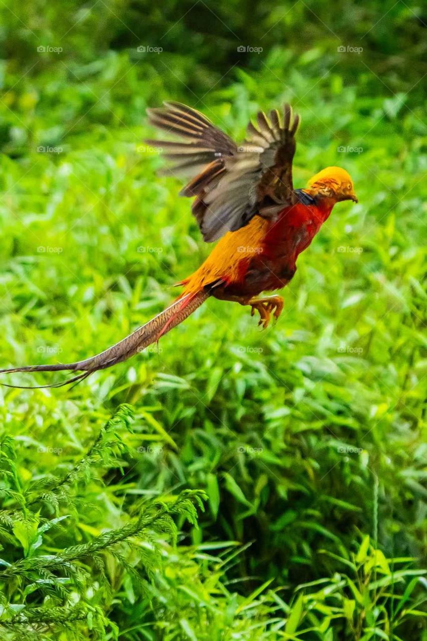 Colors in the Collision of Plant and Animal Spirits in Nature