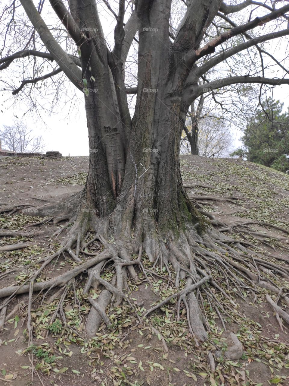 Belgrade Serbia tree roots