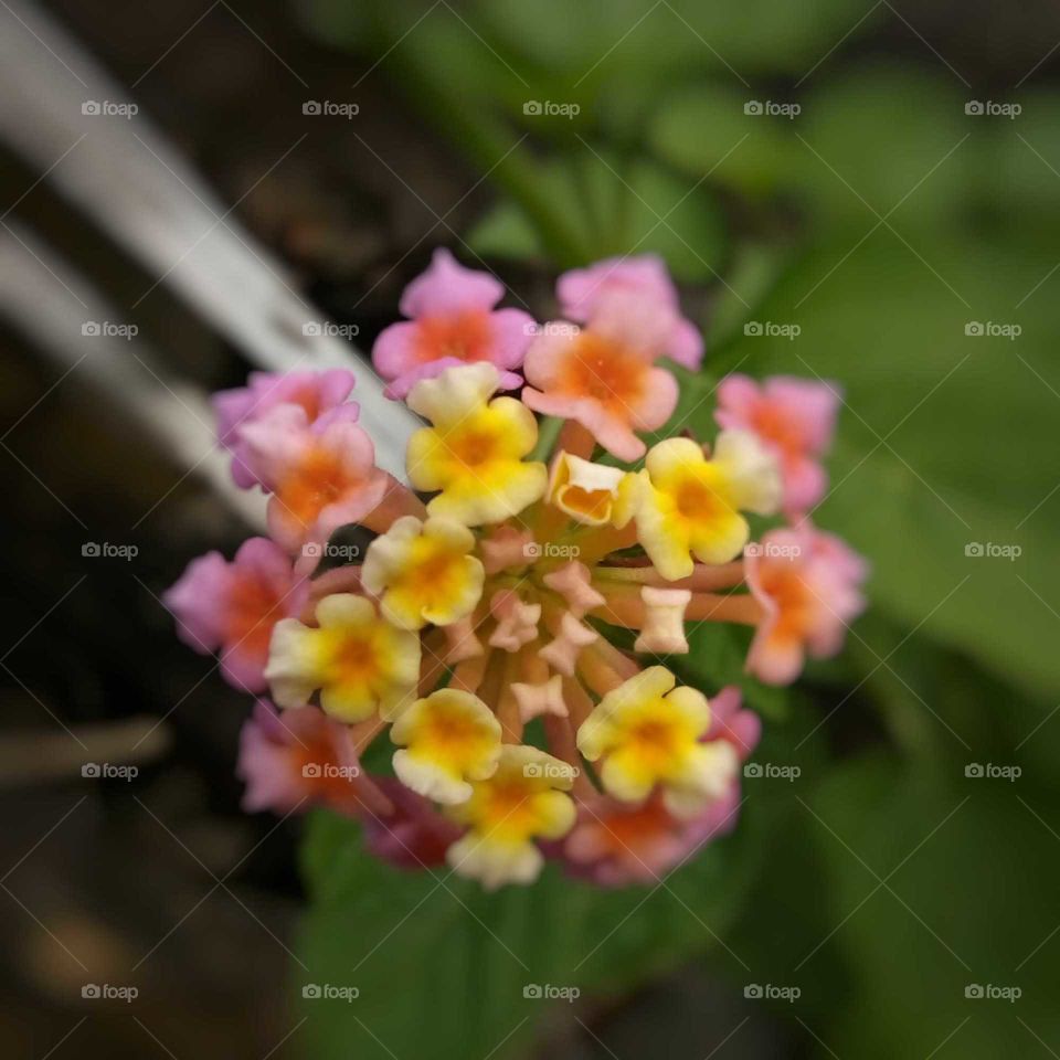flower
blooms

Lantana camara
West Indian Lantana
