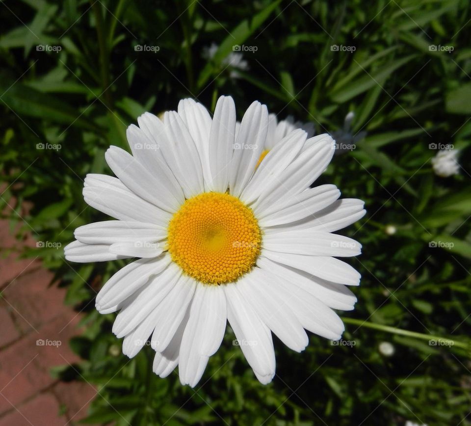 Daisy
