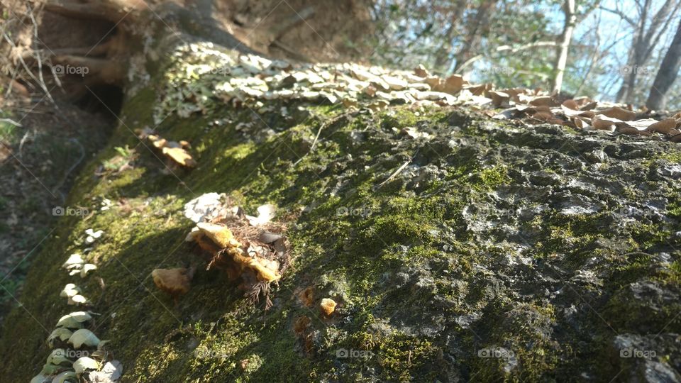 Moss, Nature, Tree, Environment, Wood