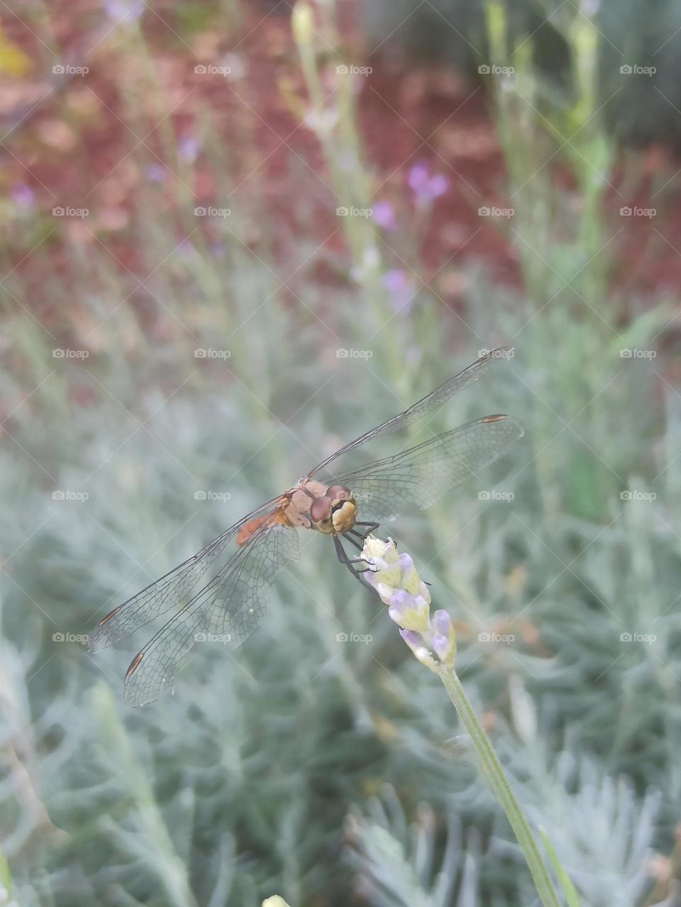 Dragonfly