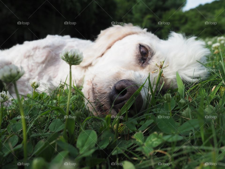 Summer pup