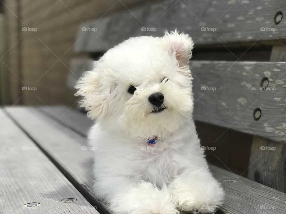 A small white Bichon puppy is lying on a wooden bench. The wind is blowing his fur and ears.